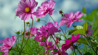 Pink flowers grass clouds macro - cindy wright free wallpaper for desktop