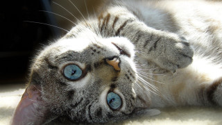 Cat laying on floor blue - its back free wallpaper