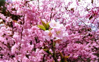 Pink flower tree sakura blossoms - branch and a sky background free wallpaper