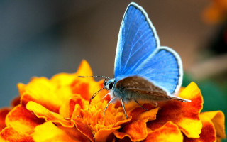 Blue butterfly yellow flower orange - a blue butterfly free wallpaper