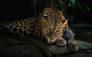 Leopard rock dark eyes closed - a leopard free wallpaper