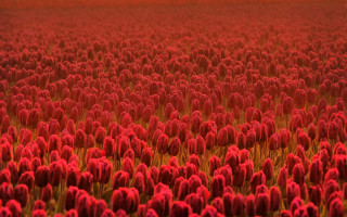 Red flower field bloom tilt - a red sky in the background free wallpaper