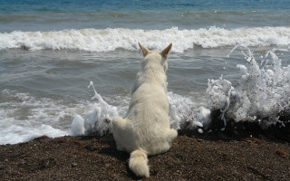Dog beach waves outdoors sky - beach free wallpaper
