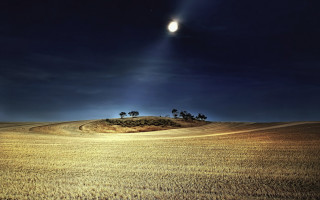 Moon field trees night bright - a few tree free wallpaper