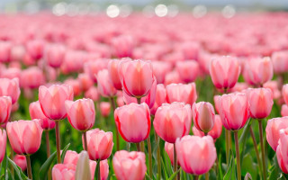 Pink tulips blurry background spring 2 - pink tulip free wallpaper