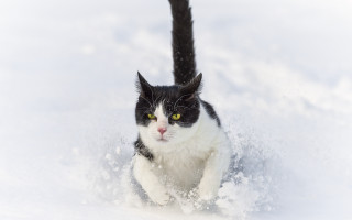 Black white cat running snow 4 - free winter wallpaper