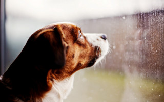 Dog rainy window sill blurry - outside free wallpaper