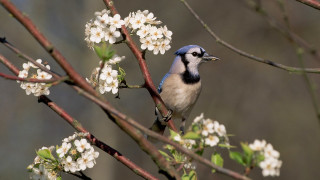 Blue white bird branch flower - white flower free wallpaper