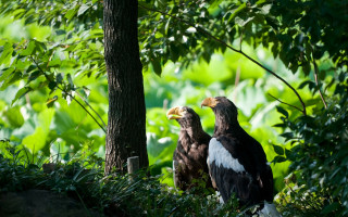 Bald eagles forest shade nature - free nature wallpaper
