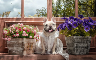Dog flowers window sill basket - a window sill next free wallpaper
