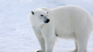 Polar bear snow corner black - a polar bear free wallpaper