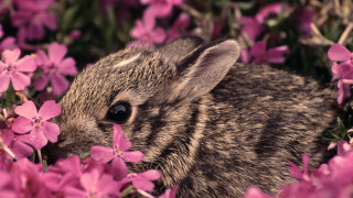 Rabbit pinkflowers grass beatrixpuzzle blurry - a small rabbit free wallpaper