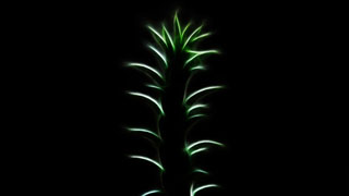 Plant green leaves dark room - david diao free wallpaper