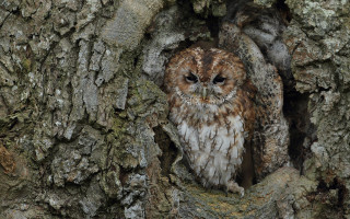 Small owl in tree trunk - a tree trunk free wallpaper