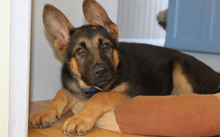 Shiba inu pillow floor door - the floor next free wallpaper