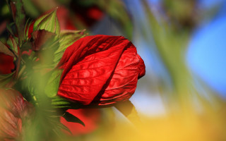 Red flower green leaves blue 3 - a red flower free wallpaper