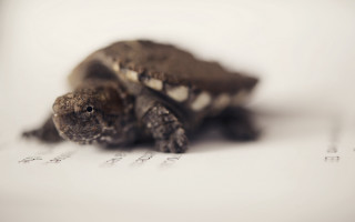 Small turtle white paper ecological - top free wallpaper