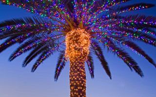 Palm tree lights blue sky - a palm tree free wallpaper for desktop