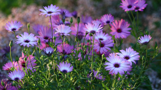Purple flower bouquet daisy dandelion - cindy wright free wallpaper