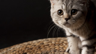 Cat serious illusion focus blurry - optical illusion free wallpaper