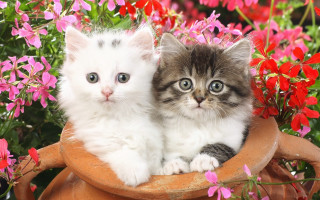 Kittens flowers bot cats cute - two kitten free wallpaper