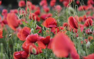 Red flowers green stems bokeh - red flower free wallpaper