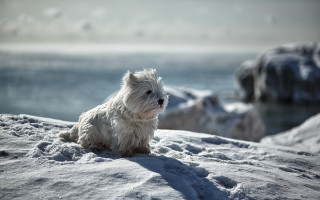 Small white dog snow hill - a small white dog free wallpaper