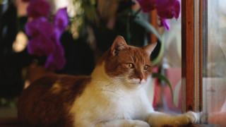 Cat window sill blurry bokeh - the window sill free wallpaper