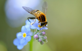 Bee flower blue background macro 2 - a bee free wallpaper