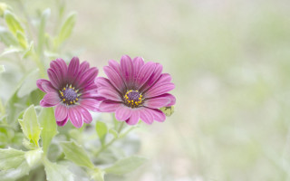 Purple flower bee macro shallow - two purple flower free wallpaper
