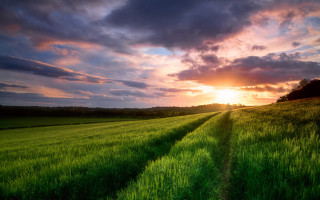 Green grass sunset clouds trail - green grass free wallpaper