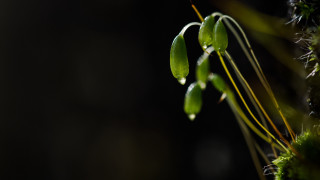 Long stem green leaves dark - stem free wallpaper for desktop