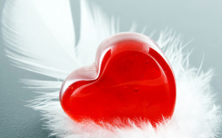 Red heart white feather gray - the bottom free wallpaper