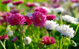 Flower field pink white bokeh - the middle of them free wallpaper