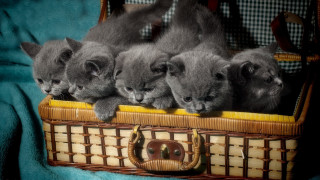 Kittens basket blanketed surface camera - free cats wallpaper