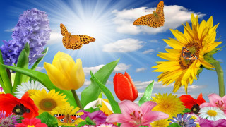 Flower field butterflies sunflower blue - over them free wallpaper