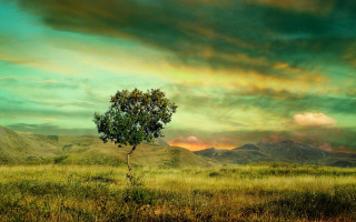 Lone tree field mountain sunset 2 - a green sky free wallpaper