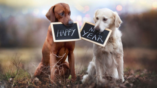 Dogs holding chalkboards happy new - free new year wallpaper