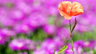 Orange flower purple field green - vivid free wallpaper