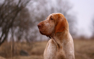 Dog field trees sky precisionism - sharp focus free wallpaper