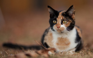 Black cat serious eye focus - serious free wallpaper