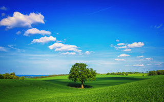 Lone tree green field blue 11 - a lone tree free wallpaper