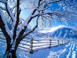 Snowy fence tree mountain blue - a mountain in the background free wallpaper