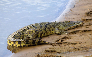 Large alligator sand water edge - the waters edge free wallpaper