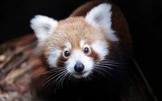 Red panda cub curious portrait - his face and nose free wallpaper