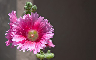 Pink flower green stems vase - a gray wall behind free wallpaper