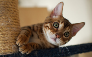 Curious cat on scratching post - post free wallpaper