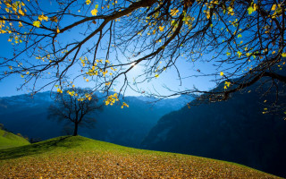 Yellow leaves hill mountains valley - yellow leaf free wallpaper