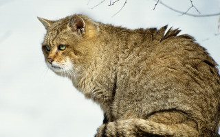 Cat sitting on branch snowy - a blurry background of snow free wallpaper