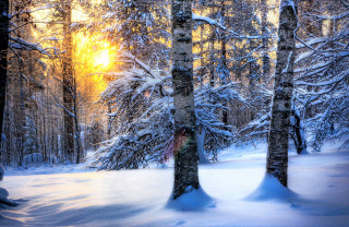 Snowy forest trees sunshine winter - tree and a sun free wallpaper
